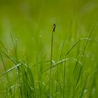 Eine Schnecke oder,... wartend auf einen Graureiher