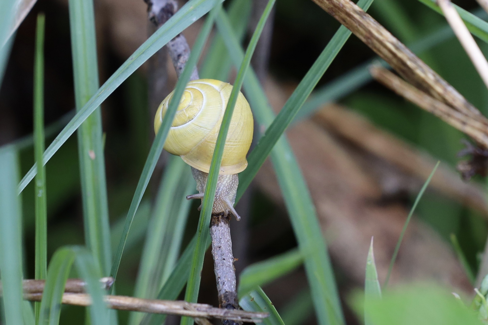 Eine Schnecke rannte um die Ecke