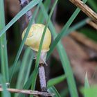 Eine Schnecke rannte um die Ecke