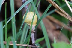 Eine Schnecke rannte um die Ecke