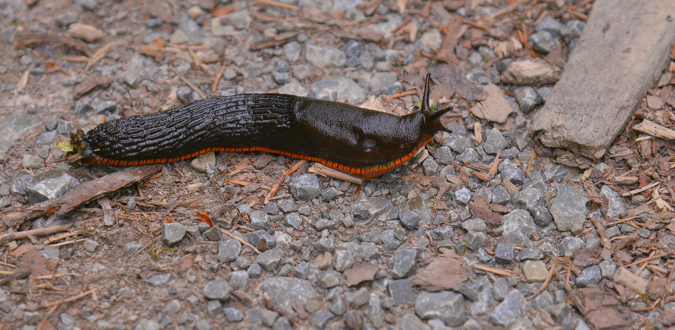 eine Schnecke (un caracol)