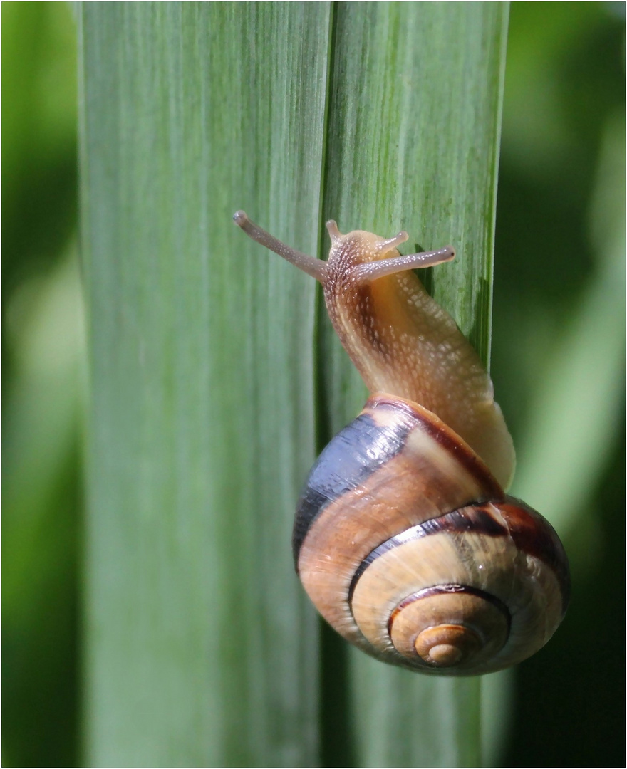 Eine SCHNECKE will hoch hinaus