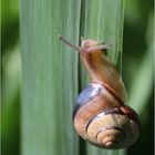 Eine SCHNECKE will hoch hinaus