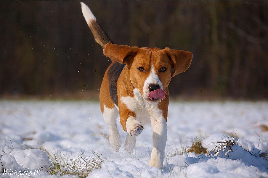 Eine Schneebeaglette...