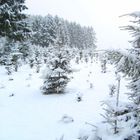 Eine Schneedecke überm Tannenwald