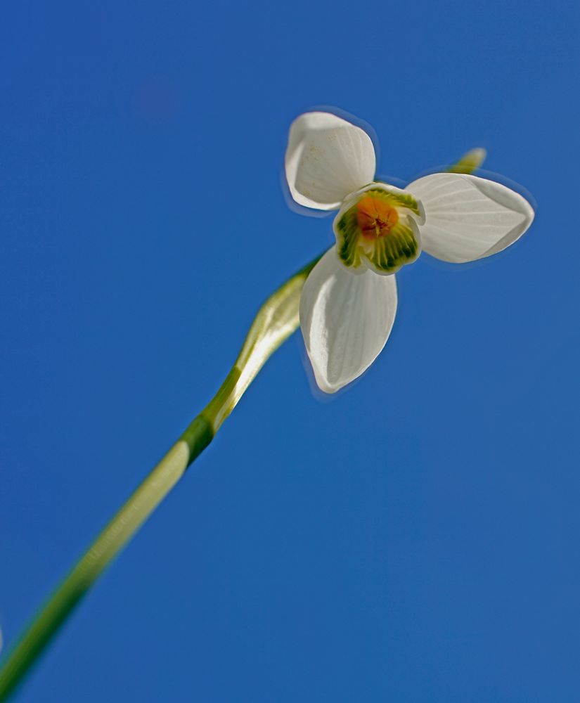 Eine Schneeglöckchenblüte