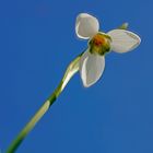 Eine Schneeglöckchenblüte