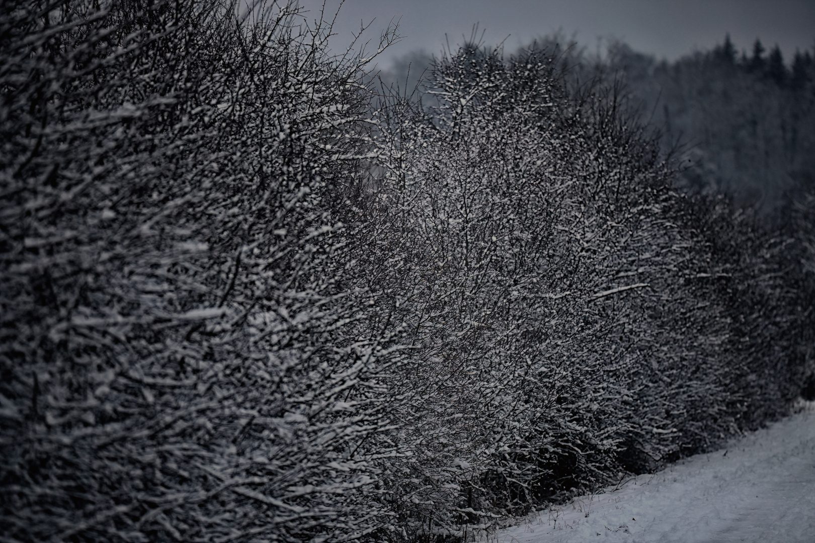  Eine Schneehecke