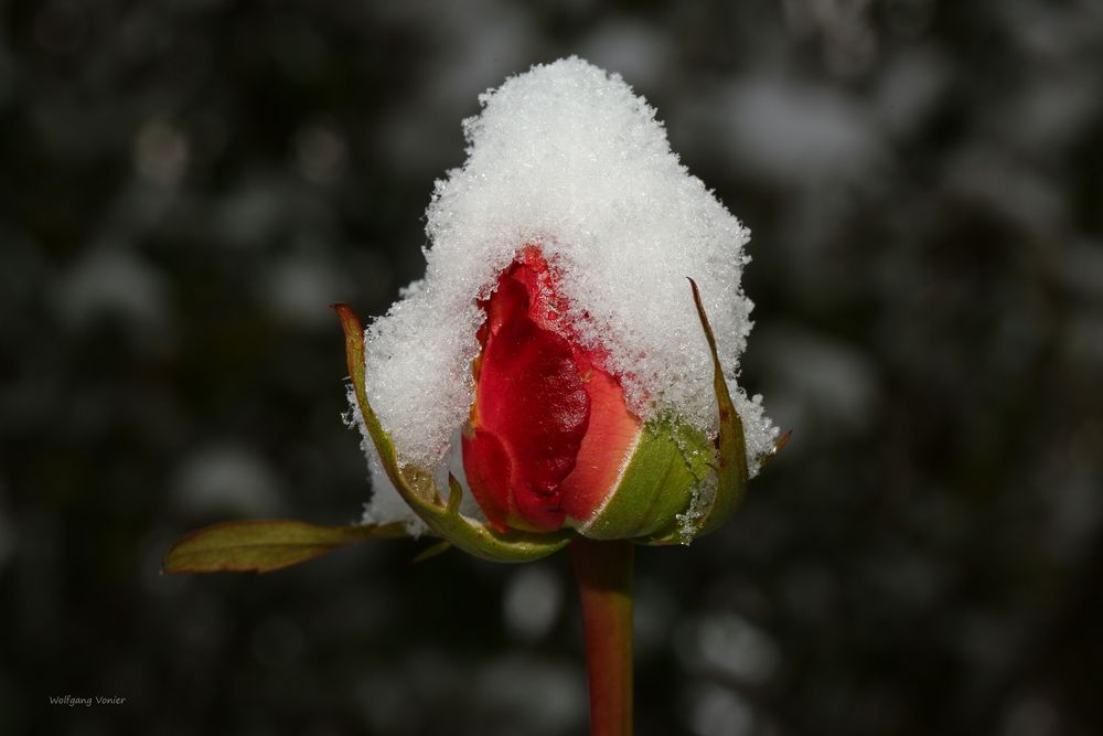 Eine Schneemütze für die Rosenknospe 