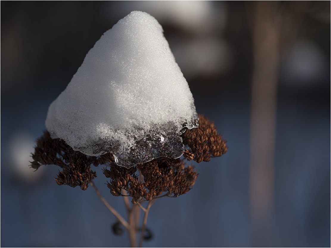 eine schneemütze gegen den frost