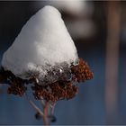 eine schneemütze gegen den frost