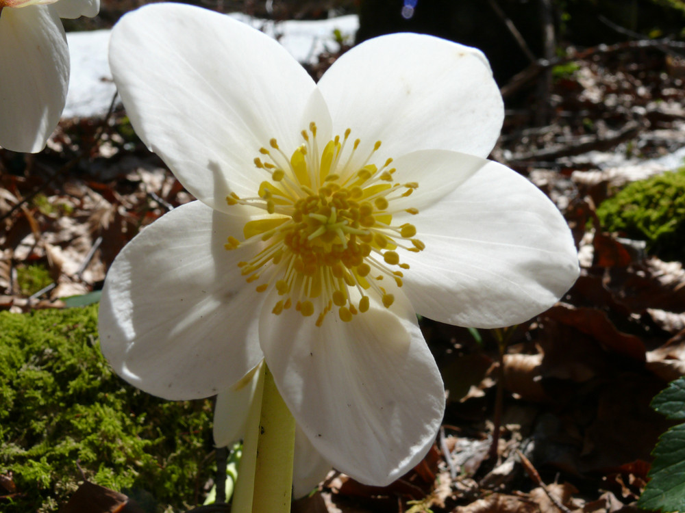 Eine Schneerose