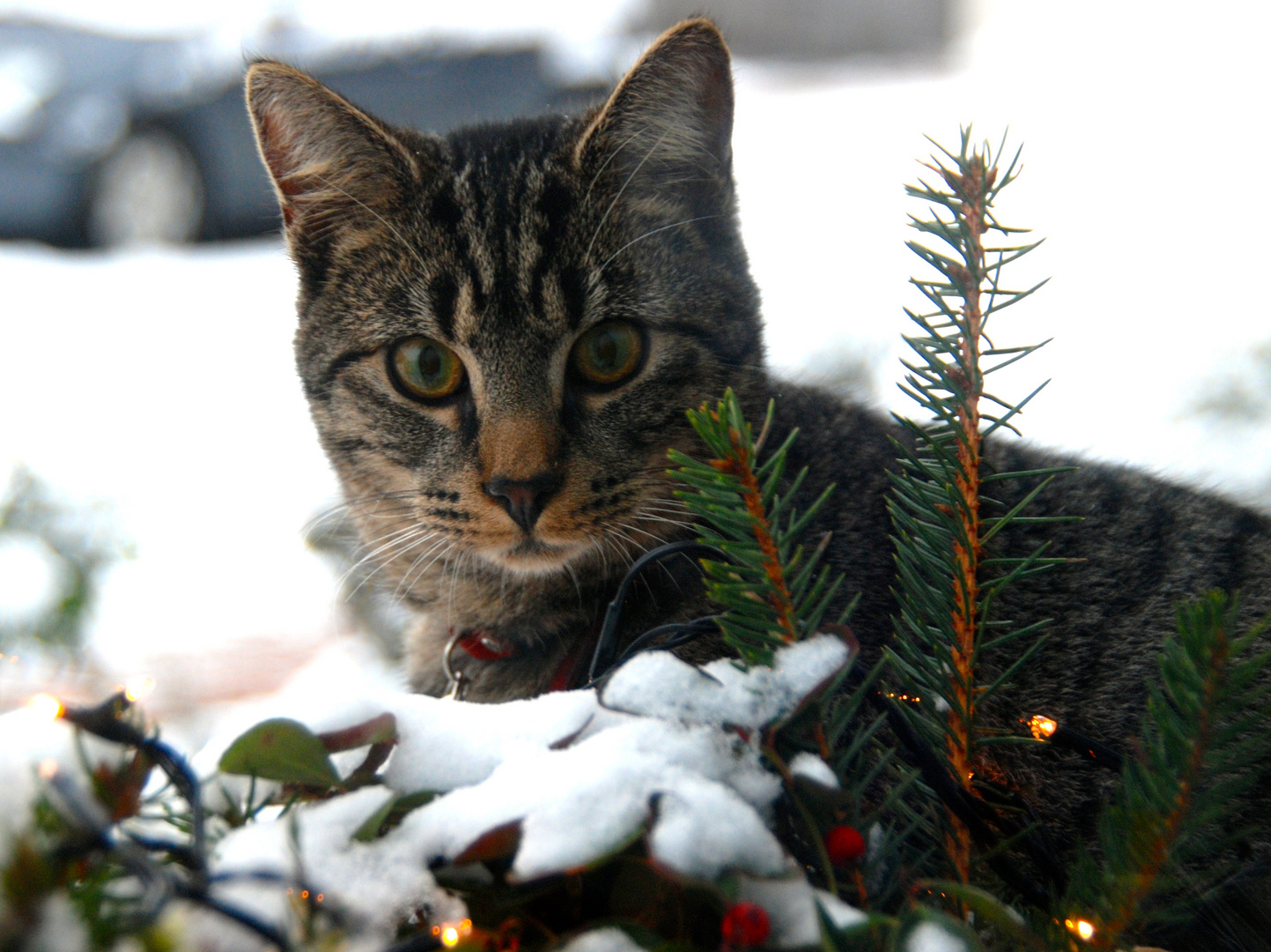 Eine schöne Adventszeit......