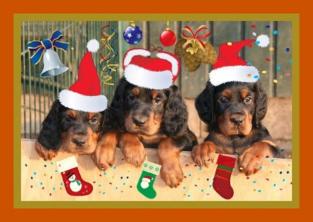 Eine schöne Adventszeit Foto Bild tiere tierkinder