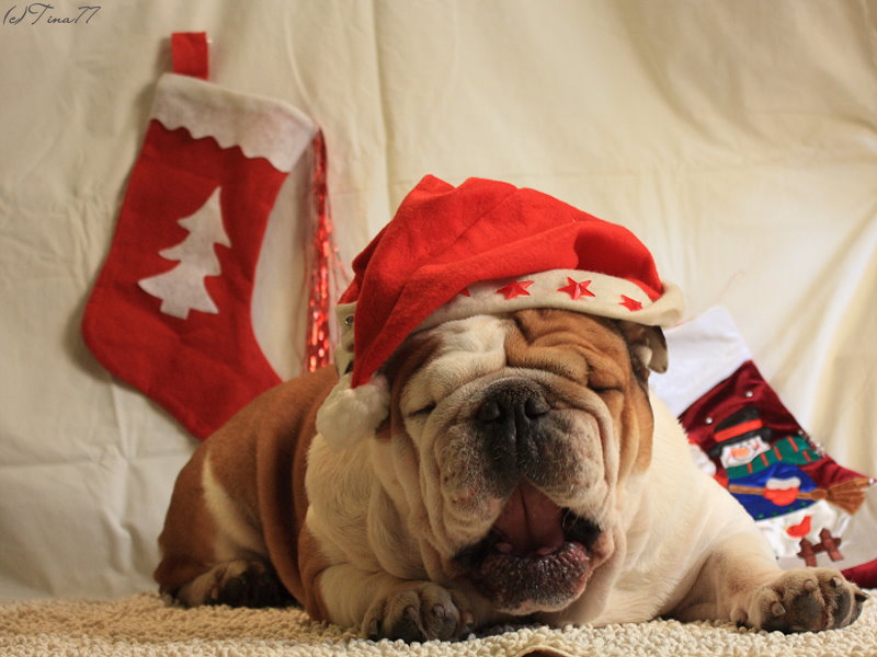 Eine schöne Adventszeit Foto &amp; Bild tiere, haustiere, hunde Bilder