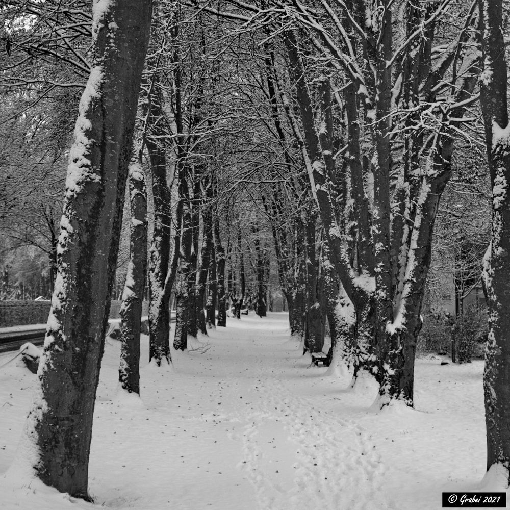 eine schöne Allee