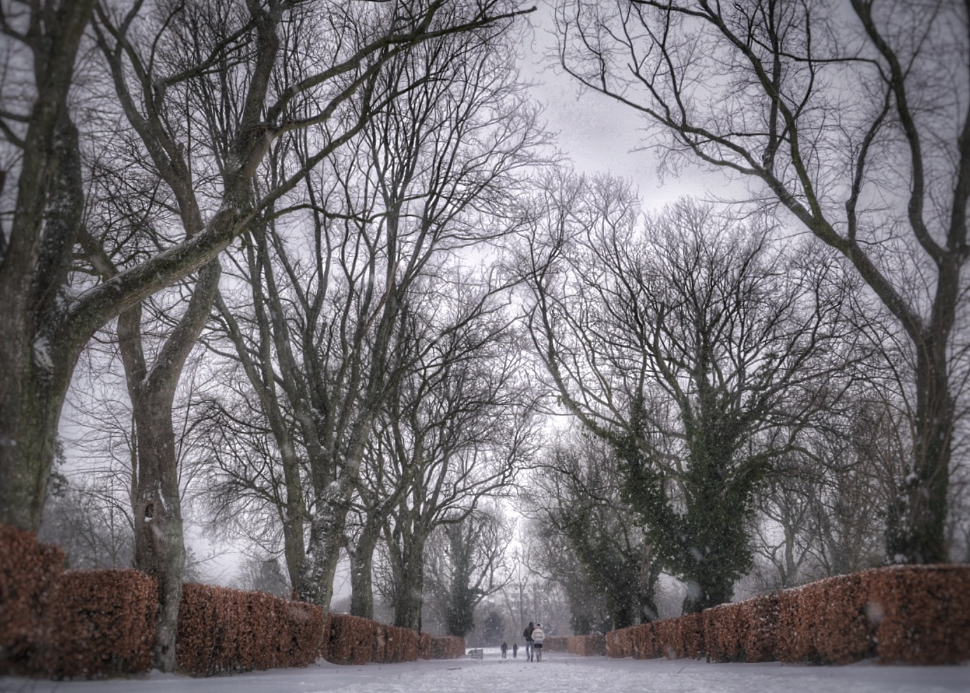 Eine schöne Allee auf dem Hauptfriedhof in Altenbochum 