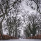 Eine schöne Allee auf dem Hauptfriedhof in Altenbochum 