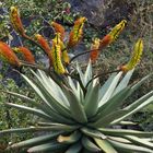 Eine schöne Aloe ferox  (Kap-Aloe) bei uns im Valle - beim Jardin del Conde