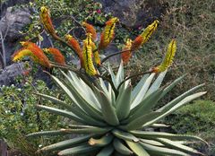 Eine schöne Aloe ferox  (Kap-Aloe) bei uns im Valle - beim Jardin del Conde