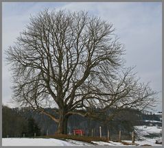 eine schöne alte Linde