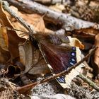 Eine schöne Begegnung im Wald