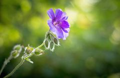 Eine schöne blaue Blüte