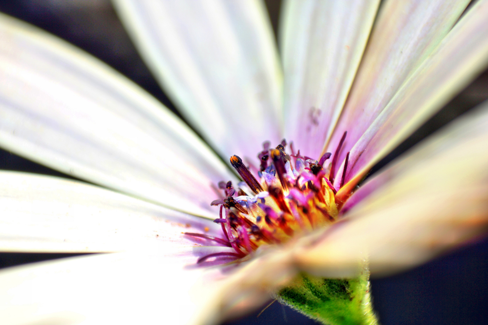 eine schöne Blüte