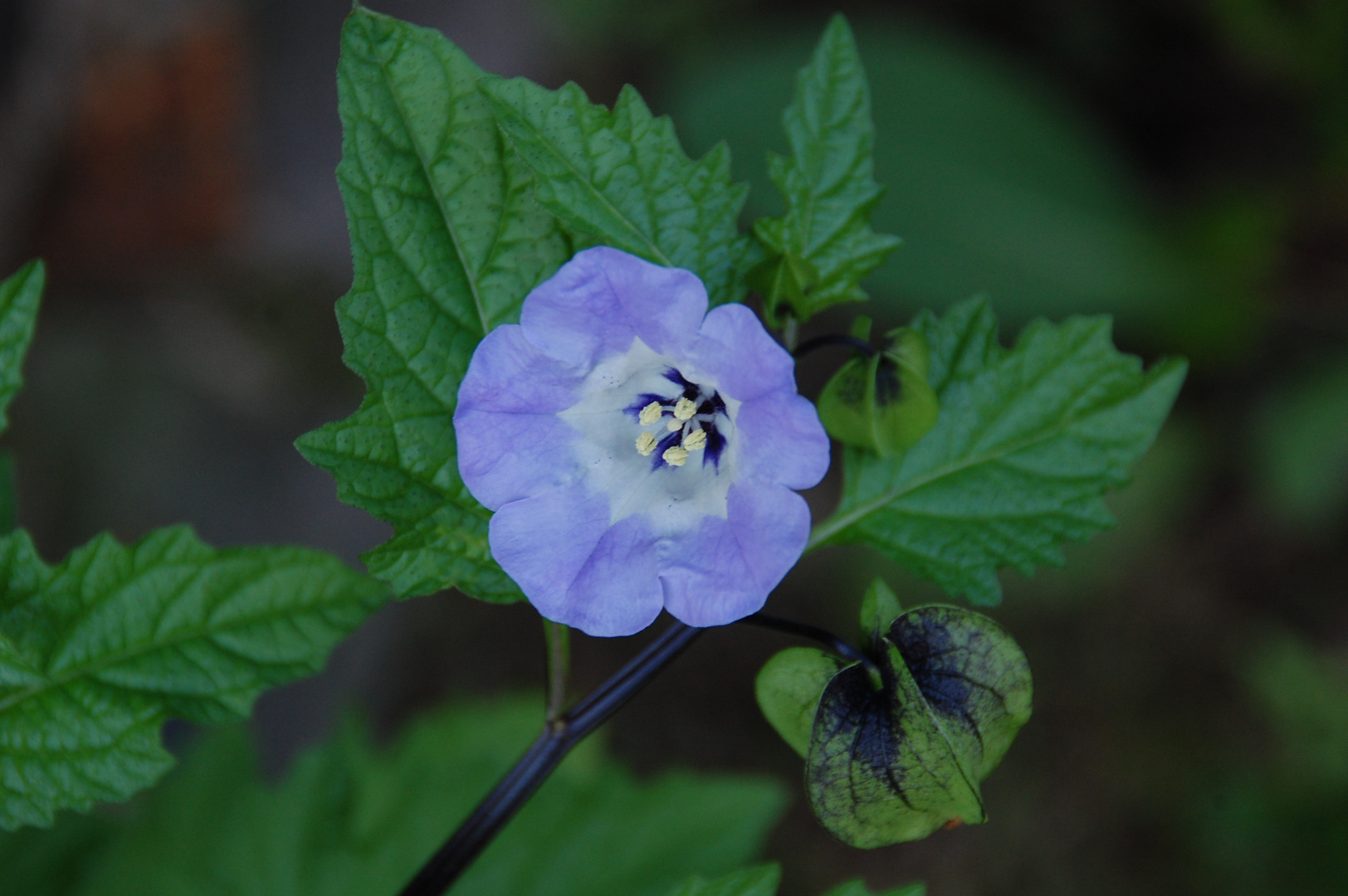 Eine schöne Blüte