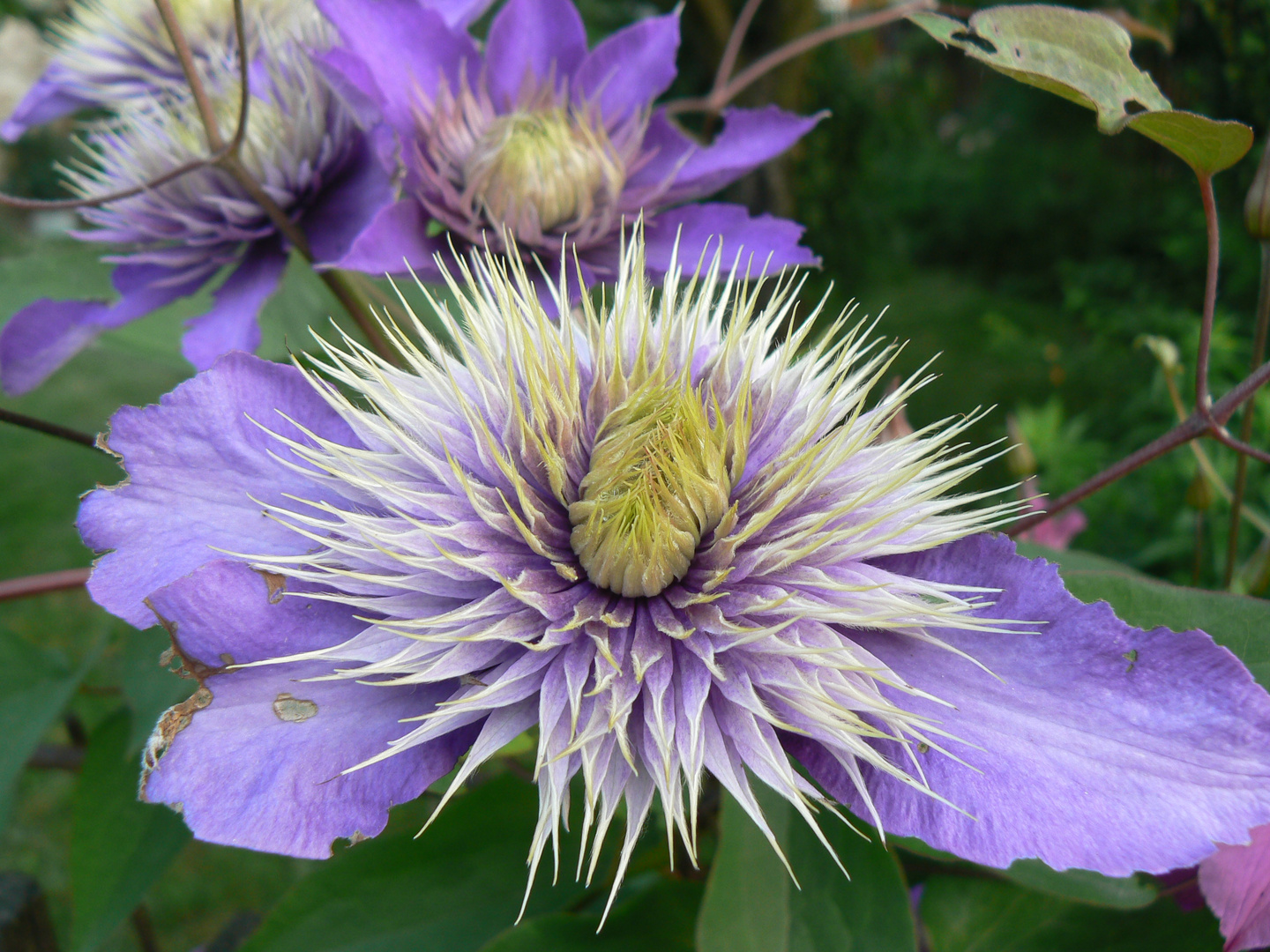 Eine schöne Blüte am Wegerand