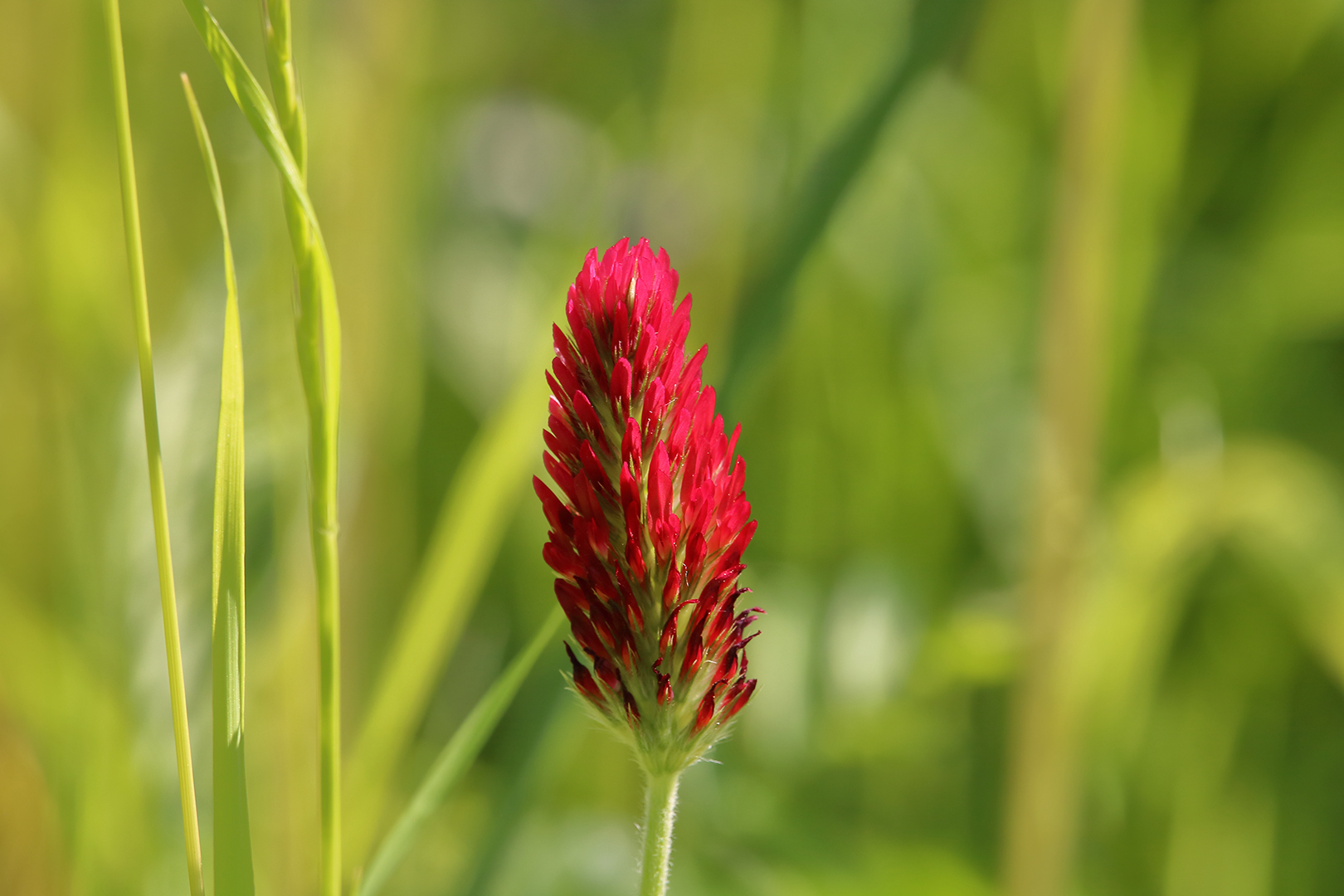 Eine schöne Blüte auf der Wiese