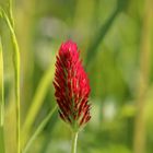 Eine schöne Blüte auf der Wiese