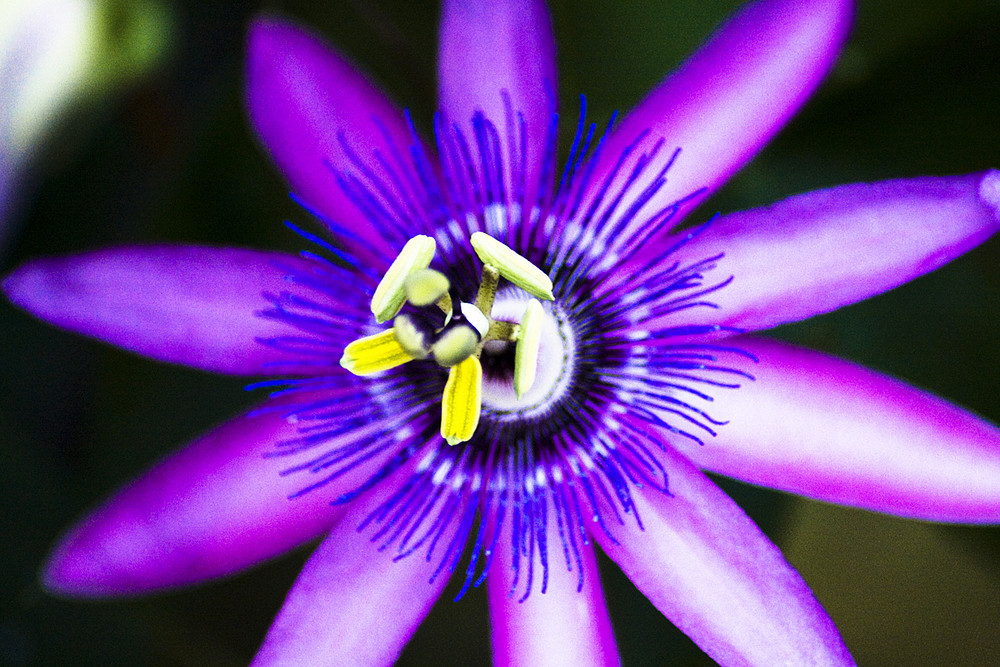 eine schöne Blüte