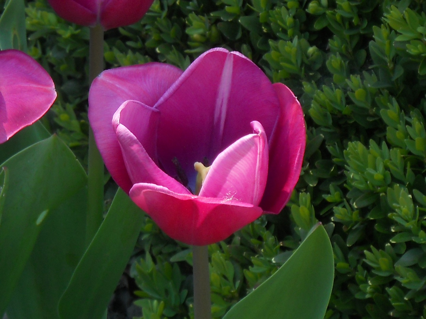 Eine schöne Blume