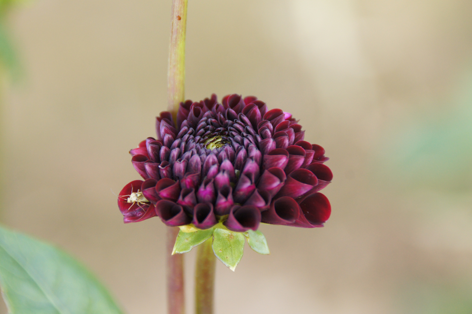 eine schöne Blume