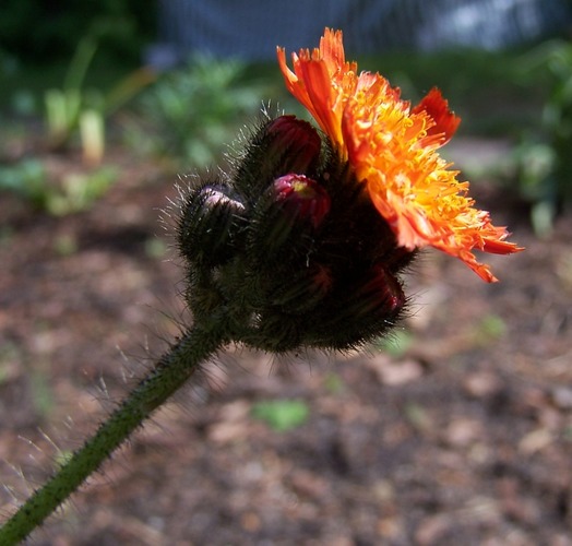 Eine schöne Blume..