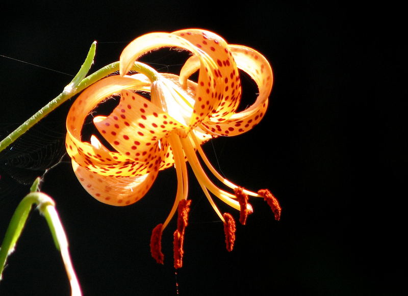 Eine schöne Blume?