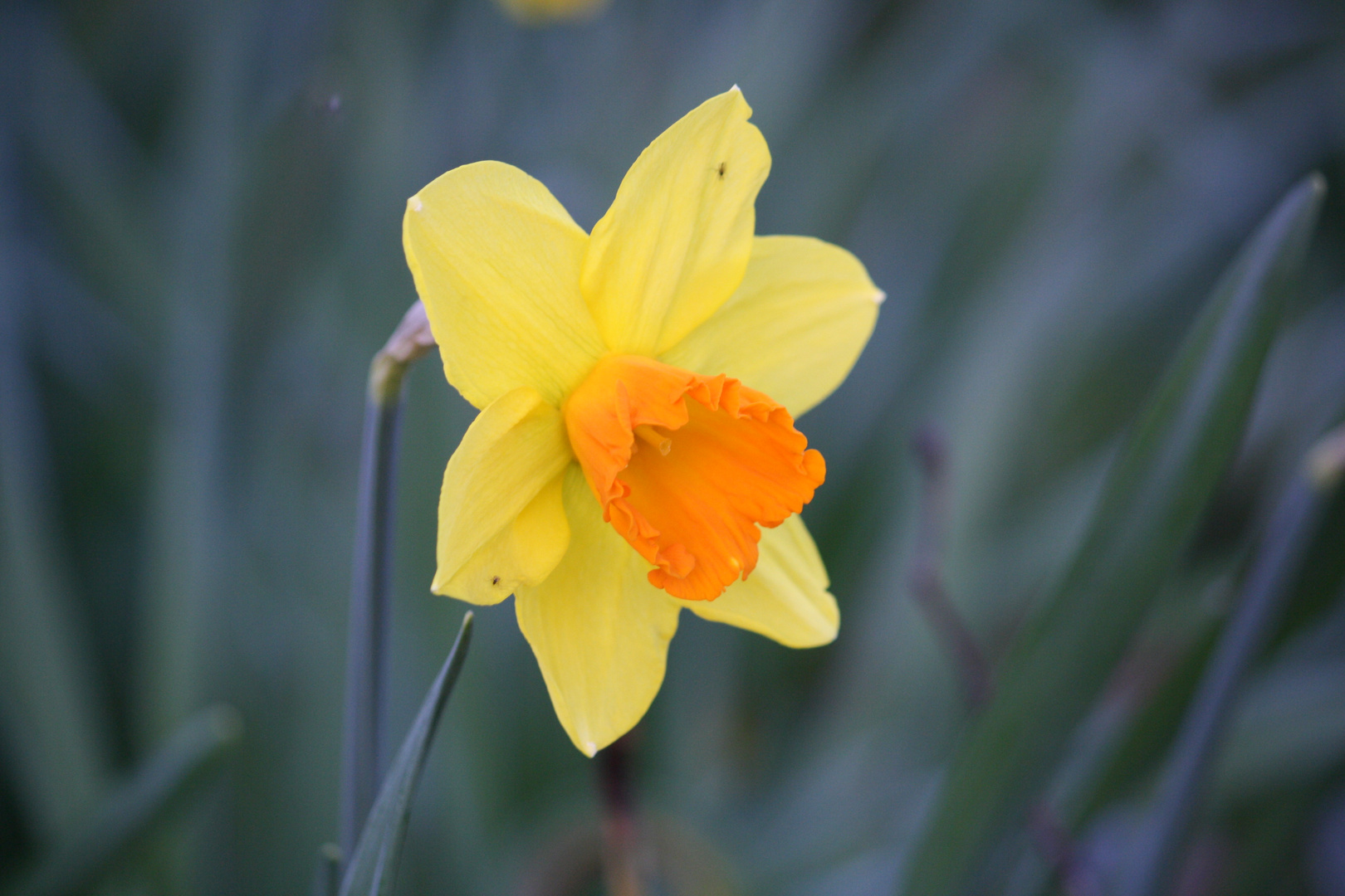 eine schöne Blume