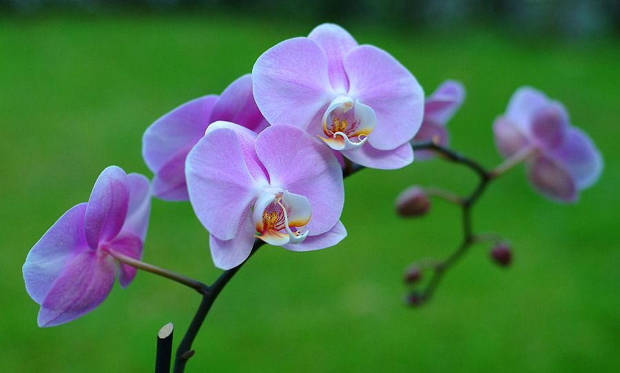 Eine schöne Blume