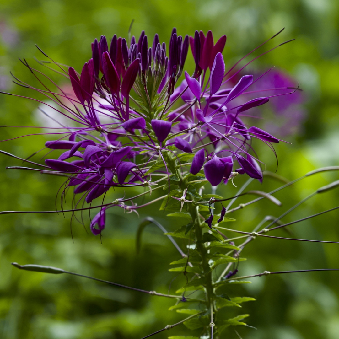 Eine schöne Blume für......