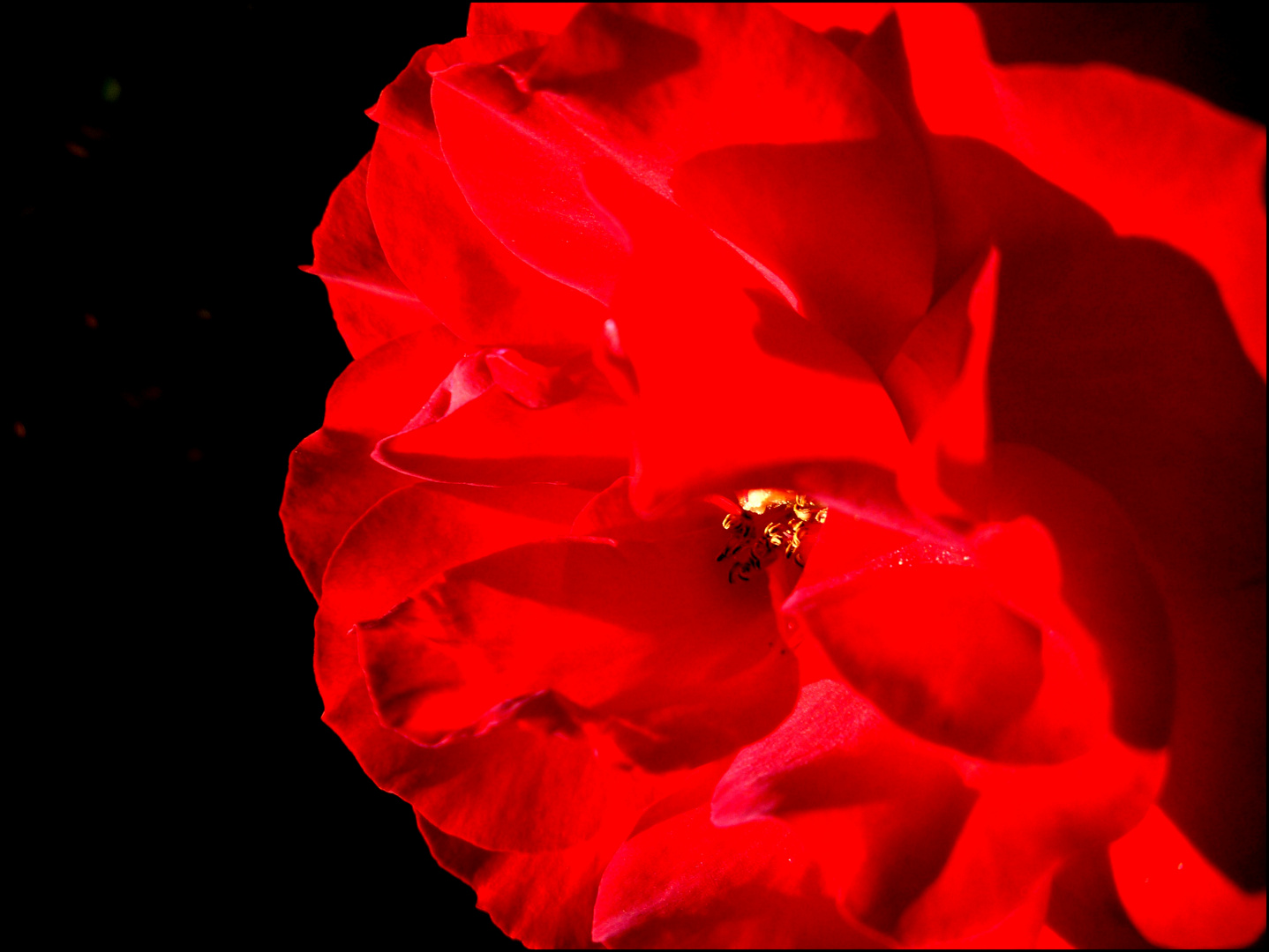 Eine schöne Blume im Hochsommer :)