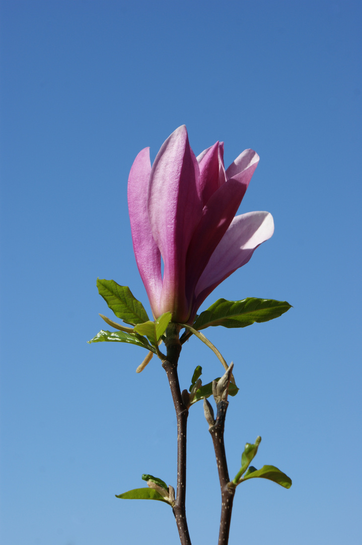 Eine Schöne Blume oder ???