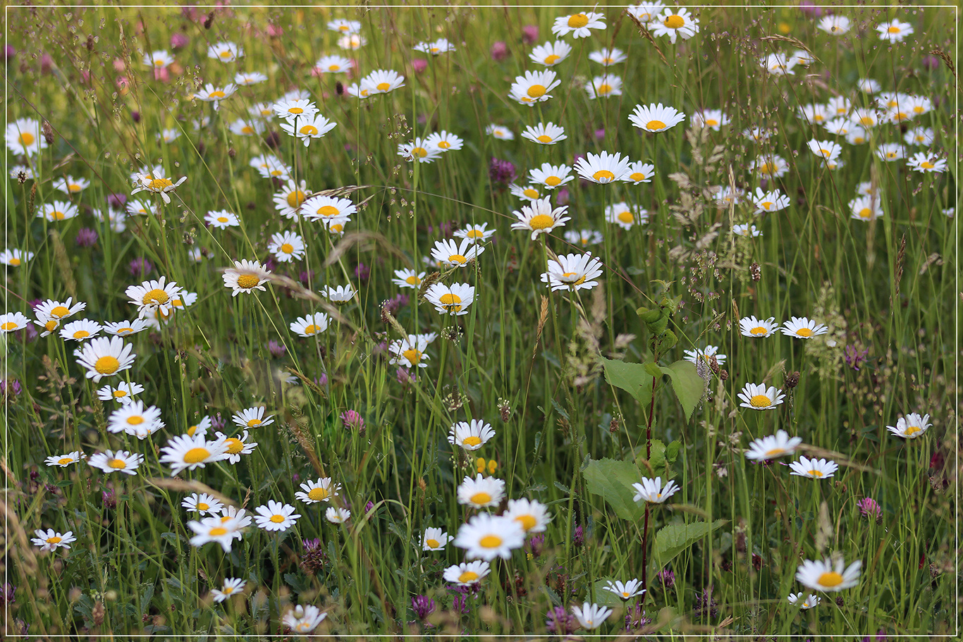 Eine Schone Blumenwiese Foto Bild Landschaft Acker Felder Wiesen Natur Bilder Auf Fotocommunity