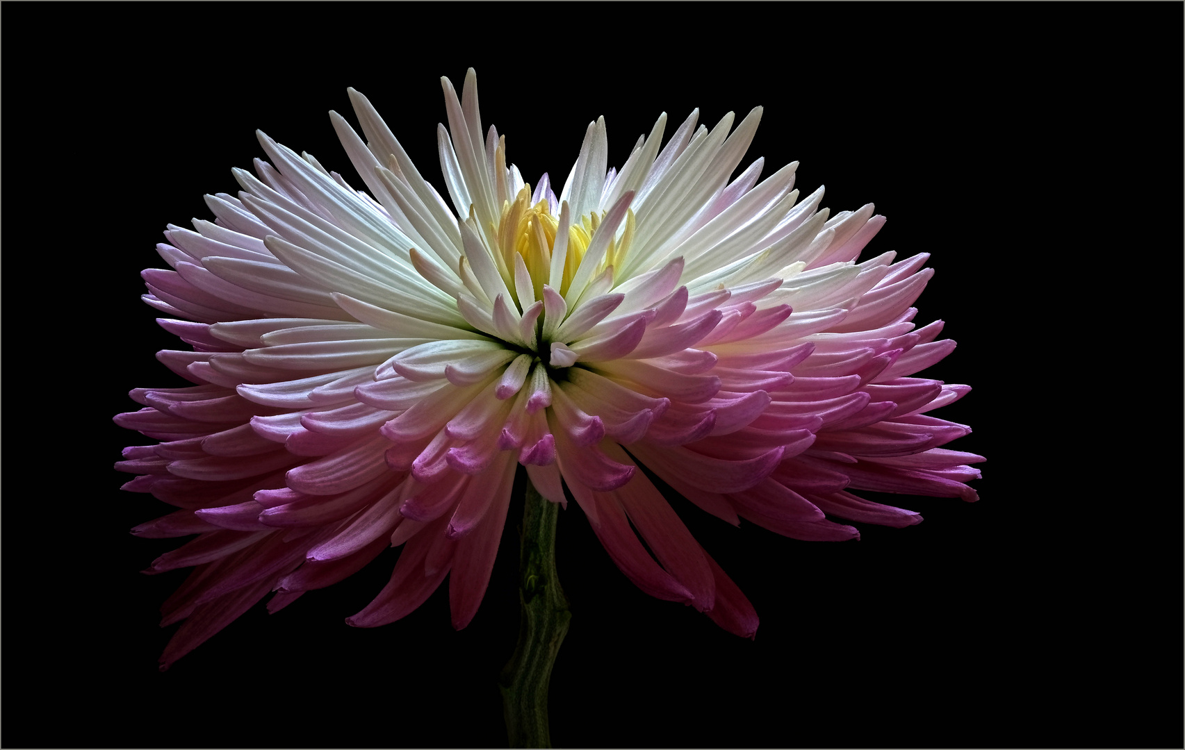 Eine schöne Chrysantheme ist mein Blumengruß für diese festliche Zeit