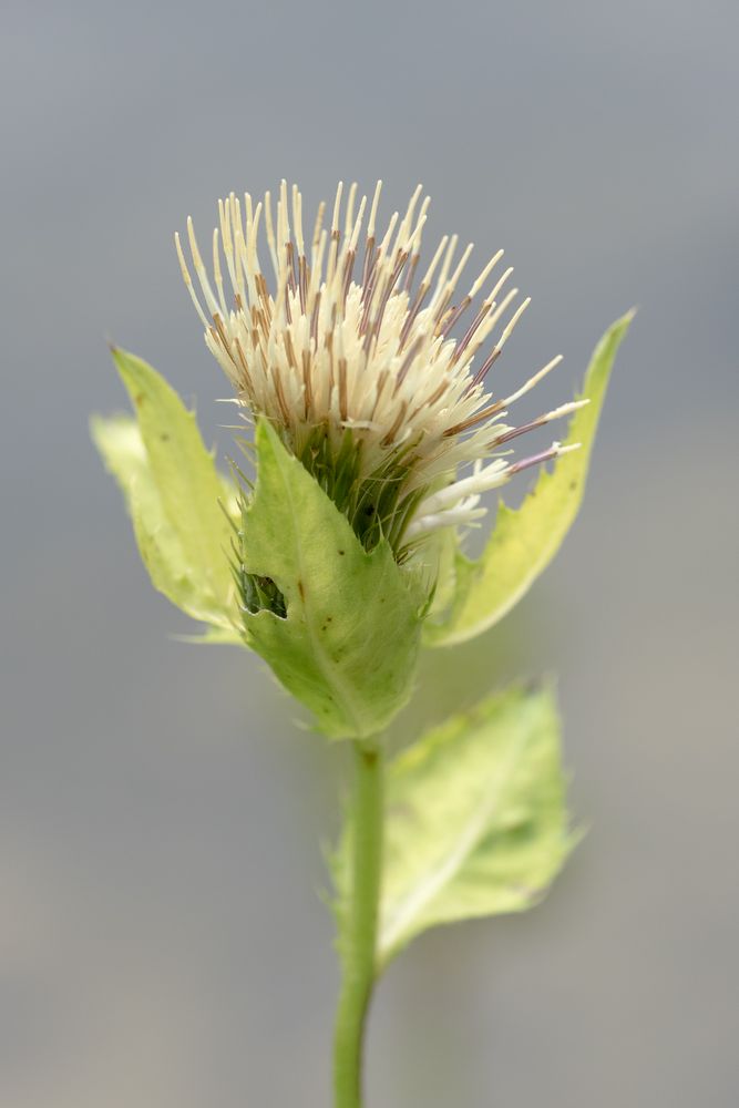 eine schöne Distel