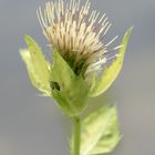 eine schöne Distel