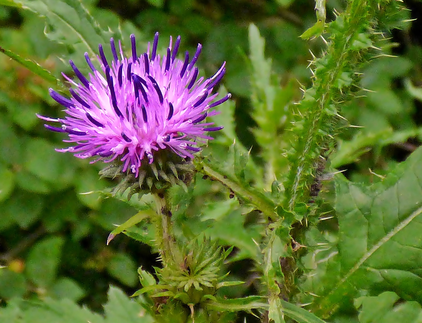 Eine schöne Distelblüte . . .