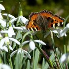 Eine schöne Entdeckung heute  Danke an Uli M. Es ist der Kleine Fuchs