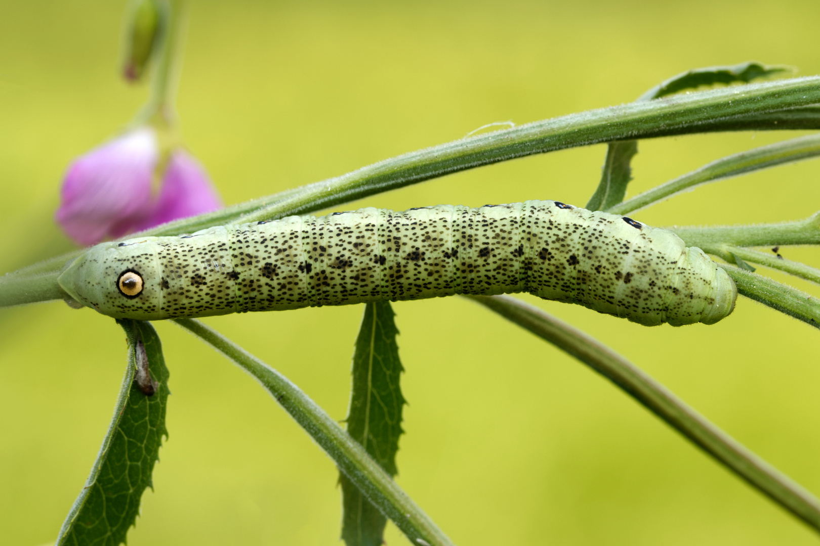 Eine schöne Entdeckung: Raupe vom Nachtkerzenschwärmer ( Proserpinus proserpina)