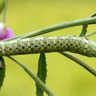 Eine schöne Entdeckung: Raupe vom Nachtkerzenschwärmer ( Proserpinus proserpina)